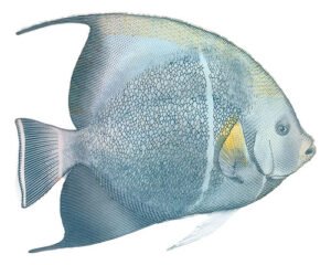 Billete De Curazao 10 Gulden Pez Ángel Nvo Sin Circular 2025