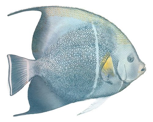 Billete De Curazao 10 Gulden Pez Ángel Nvo Sin Circular 2025